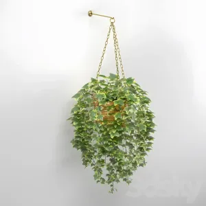 Lvy in pot