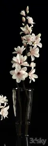 Magnolia