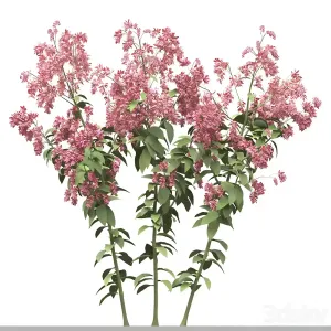 Set of polygonum orientale plant