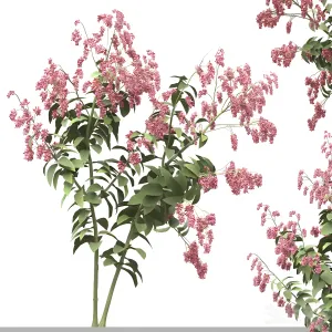Set of polygonum orientale plant