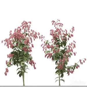 Set of polygonum orientale plant