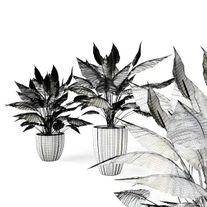 Spathiphyllum