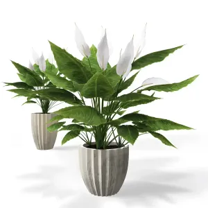 Spathiphyllum