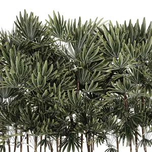 A collection of lush bushes of thickets of plants