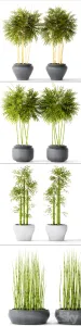 Bamboo equium
