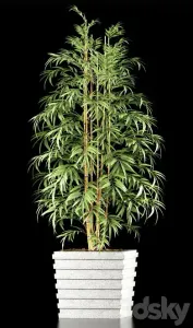 Bamboo plant