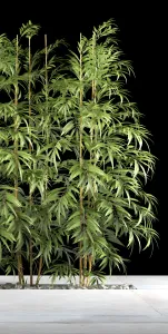 Bamboo plants