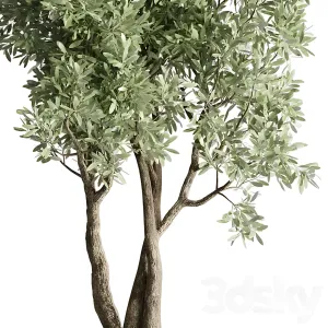 Collection outdoor indoor plant