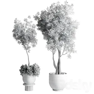 Collection outdoor indoor plant