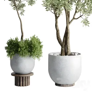 Collection outdoor indoor plant