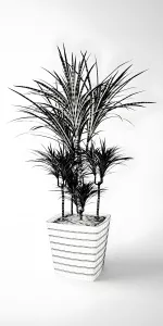 Dracaena marginata