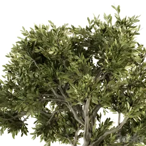 Garden tree bush garden set