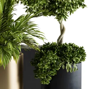 Indoor plant black gold