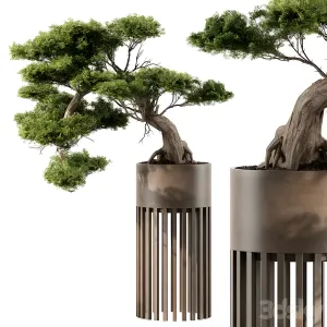 Indoor plant bonsai plant