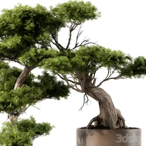 Indoor plant bonsai plant
