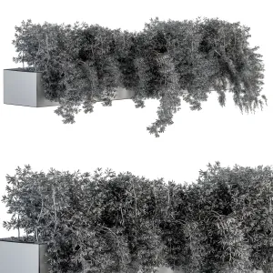 Ivy plants in box outdoor