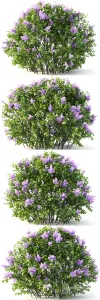 Lilac blooming n
