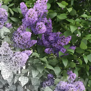 Lilac blooming n