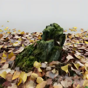 Old stump