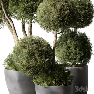Outdoor plant