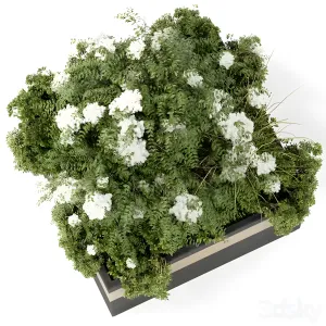 Outdoor plant