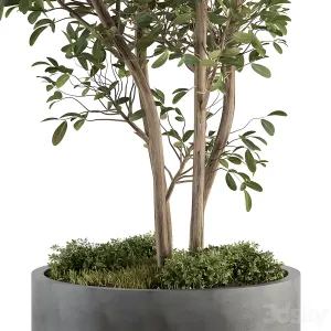 Outdoor plant 2