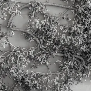 Outdoor plant ivy on wall