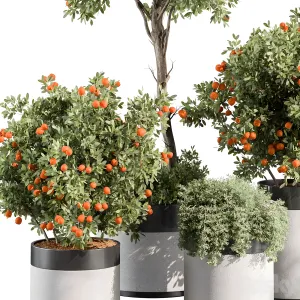 Outdoor plant orange tree