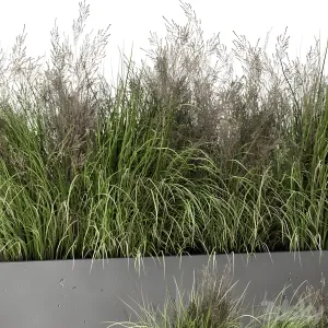 Outdoor plants bush in rusty concrete pot