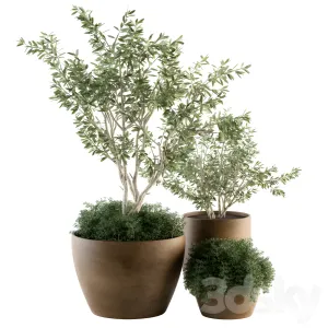 Outdoor plants olive
