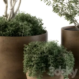 Outdoor plants olive
