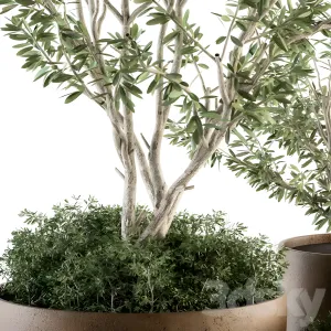 Outdoor plants olive