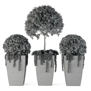Outdoor plants round topiary tree