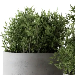 Outdoor plants tree in concrete pot