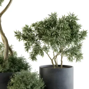 Outdoor plants tree in pot