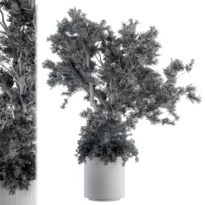 Outdoor plants treein concrete pot