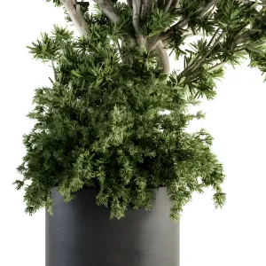 Outdoor plants treein concrete pot