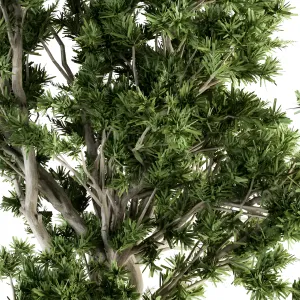 Outdoor plants treein concrete pot