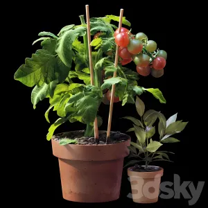 Plant