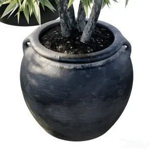 Plant