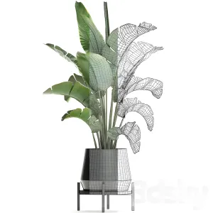 Plant collection