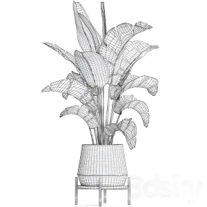 Plant collection