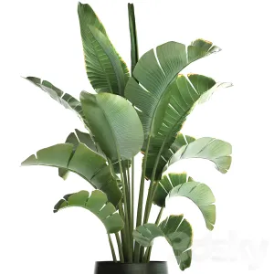 Plant collection