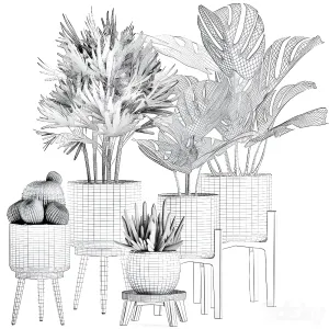 Plant collection