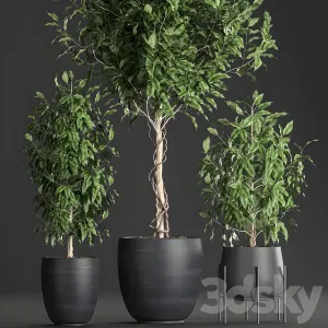 Plant collection