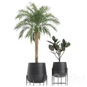 Plant collection