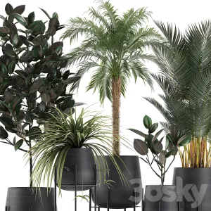 Plant collection