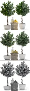 Plant collection citrus limon