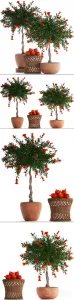 Plant collection pomegranate
