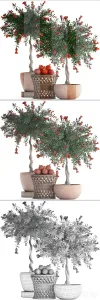 Plant collection pomegranate